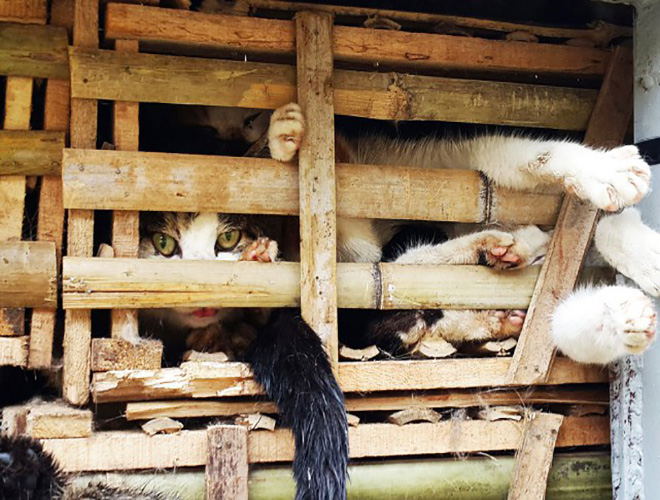 Vietnam chat Vietnam chat