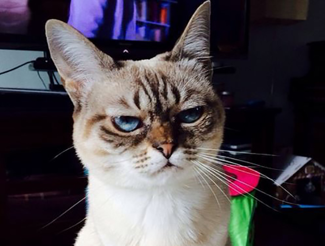 Sauerkraut le chat plus blasé que Grumpy Cat ! Yummypets