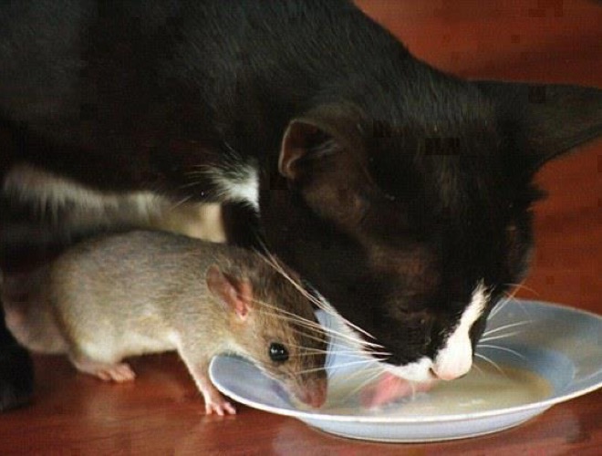 https://d32xvgr96w2oxp.cloudfront.net/2015/03/blog_yummypets_chat_rongeur_03_2015_1.jpg