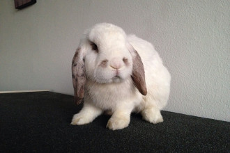 La coccidiose du lapin