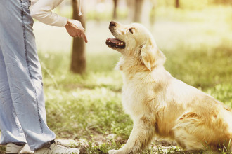 Comment éduquer son chien : 5 bases indispensables