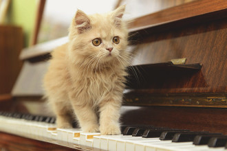 Quelle playlist pour mon chat ?