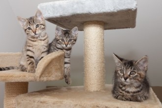 Comment construire un arbre à chat ?