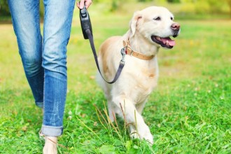 Où et comment se promener avec son chien ?