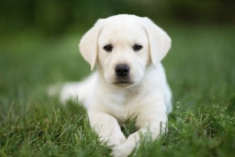 Préparer l'arrivée du chiot