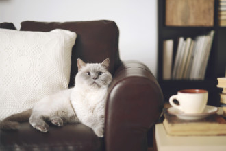 La vie du chat d'appartement