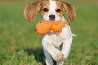 Le chiot apprend par le jeu