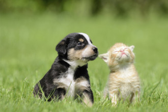 L'importance de sociabiliser votre chiot