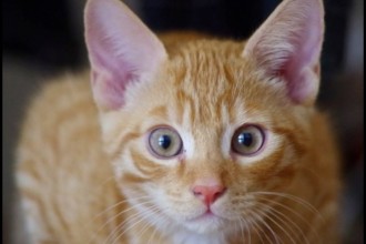 Comment bien accueillir son chaton