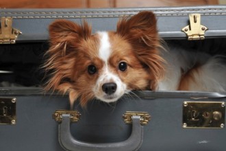 Voyager avec votre chien ou votre chiot