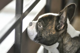 Comment gérer un chien stressé ?