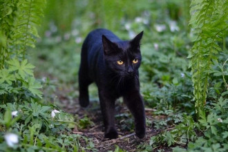 Comment éduquer son chat ?