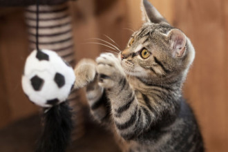 Le top 16 des meilleurs jeux pour chats