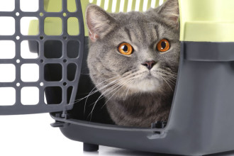 Quelle méthode de transport pour un animal ?