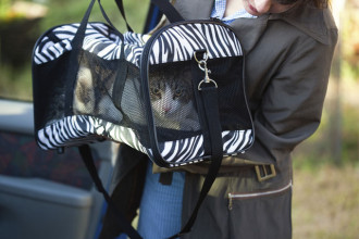 Voyager en voiture avec un chat