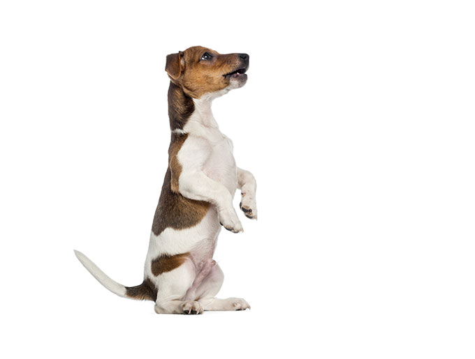 Leçon n°4 apprendre à votre chien à faire le beau Yummypets