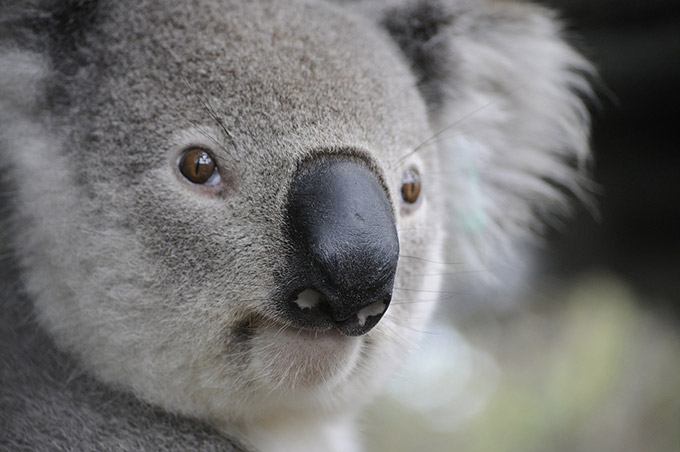 5 of the laziest animals in the animal kingdom yummypets