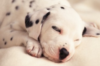Comment choisir son chiot Dalmatien ?
