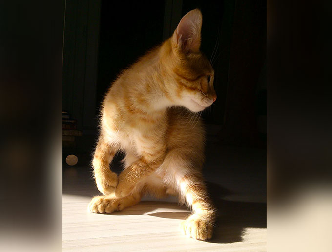 le plan rencontre rencontre chat adulte et chaton le plan rencontre rencontre chat adulte et chaton
