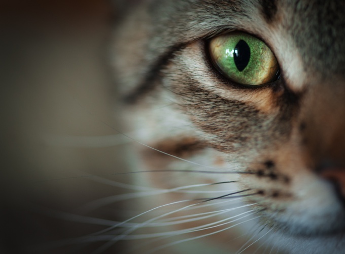 A Quoi Servent Les Moustaches Du Chat Les moustaches du chat : à quoi servent-elles ? - Yummypets