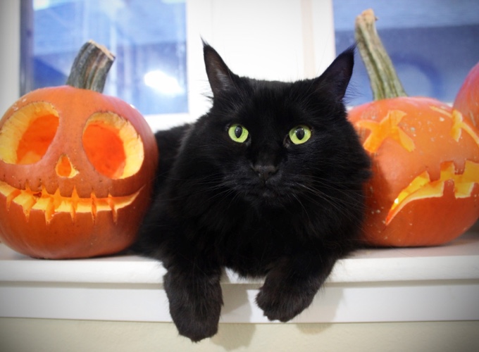 Cest la journée nationale du chat noir en Angleterre aujourdhui, ce qui nous permet de soulever un fait surprenant les chats noirs sont moins voulus que