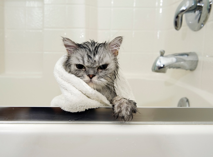 Les meilleurs conseils pour la toilette de votre chat Yummypets
