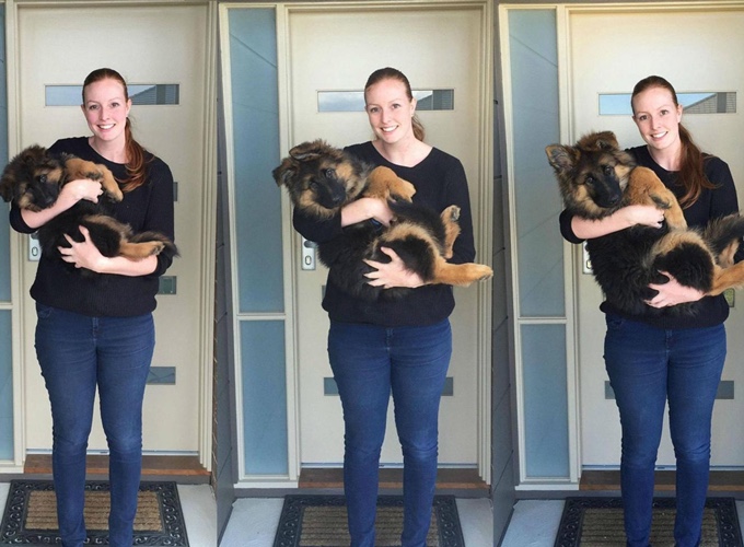 L'évolution d'un Berger allemand de 8 semaines à 6 mois L'évolution d'un Berger allemand de 8 semaines à 6 mois