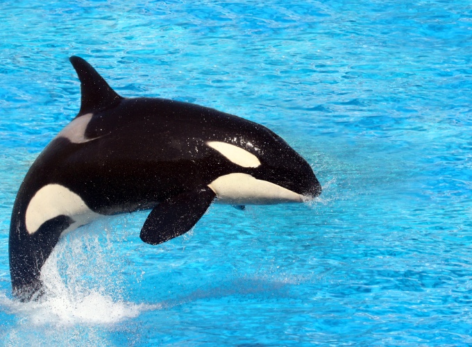 Décés d'une orque du parc Marineland à Antibes. - Yummypets