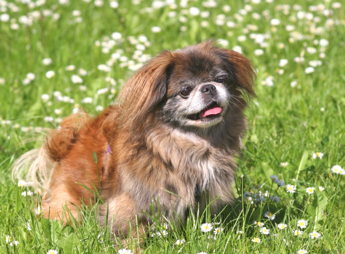 Zoom sur une race : le Pékinois ! - Yummypets