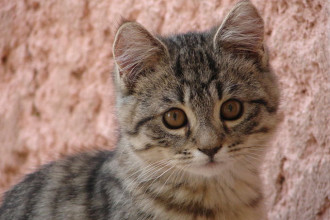 Accueillir un nouveau chaton à la maison