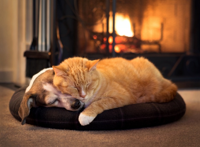 https://d32xvgr96w2oxp.cloudfront.net/2015/11/blog_yummypets_ces_animaux_qui_adorent_la_chaleur_11_11_2015.jpg