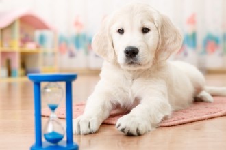 L'éducation du chiot : méthodes et conseils !