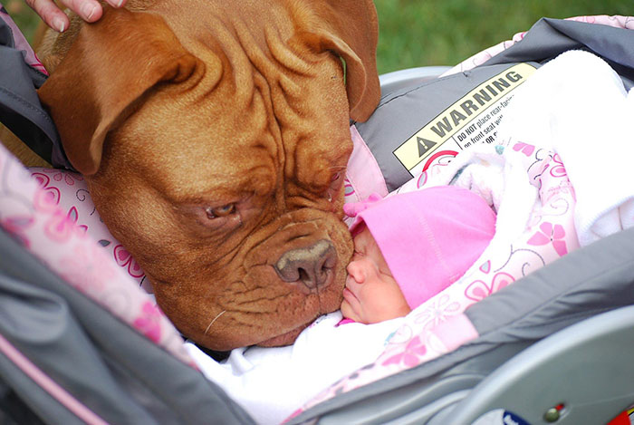 blog_yummypets_votre_enfant_a_besoin_dun_chien_4_12_2015