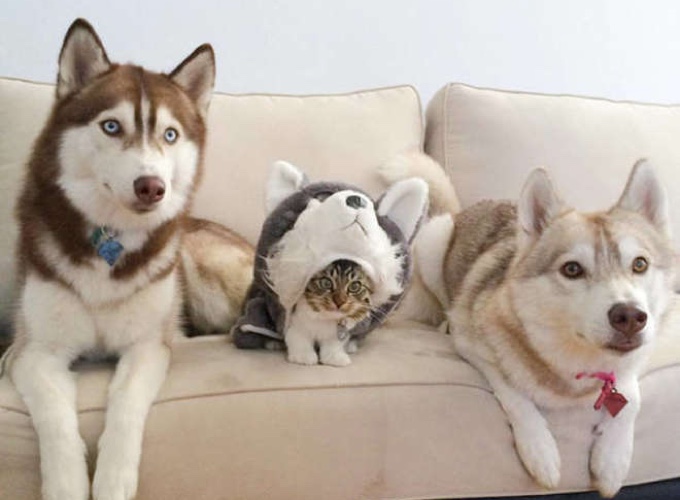 chat se prend pour un husky chat se prend pour un husky