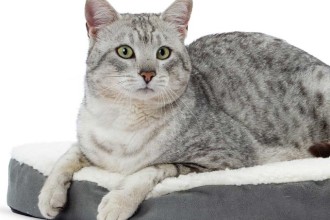 Quel panier choisir pour un chat ?