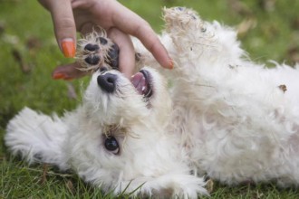 Comment empêcher un chien de mordiller ?