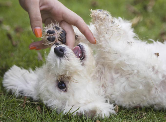 Comment empêcher un chien de mordiller ? - Yummypets Comment empêcher un chien de mordiller ? - Yummypets