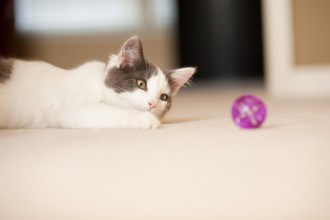Comment bien jouer avec son chat ?