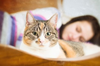 5 raisons de dormir avec son chat