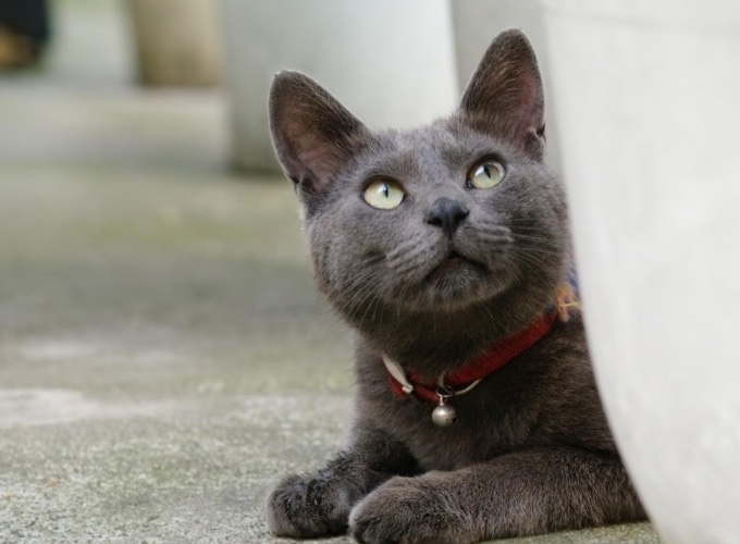 korat, race de chat petit