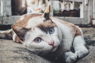 8 façons de préparer votre chat à devenir senior