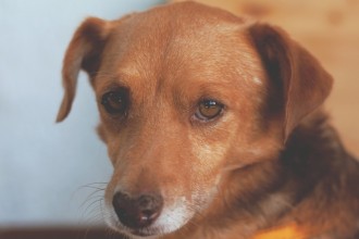 Votre chien ressent-il la tristesse ?