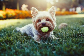 Pourquoi jouer avec son chien ?