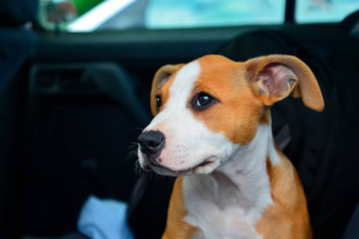 Comment apprendre au chiot à voyager?