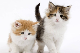 Le passeport pour chaton
