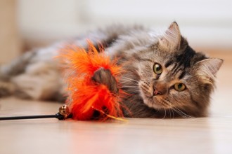6 raisons de jouer plus régulièrement avec son chat