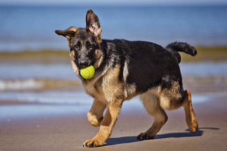 Partir en vacances avec son chien