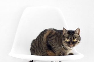 Présenter son nouveau chat à son ancien chat