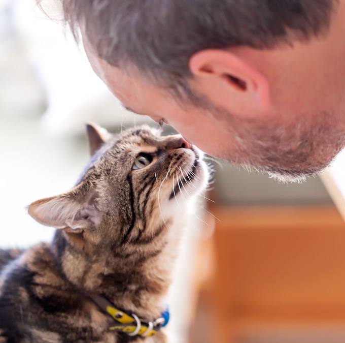 Chat qui miaule tout le temps pour sortir