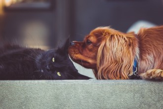 Les solutions pour faire garder votre animal